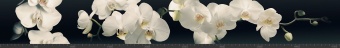 Стеновая панель фотопечать (цветы и растения) 144868