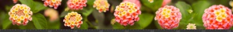 Стеновая панель фотопечать (цветы и растения) 144874