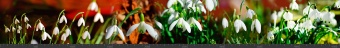 Стеновая панель фотопечать (цветы и растения) 144870