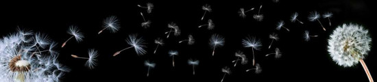 Серия Мерцание Композит Глянцевые фартуки 3000*610*3мм Одуванчики черные
