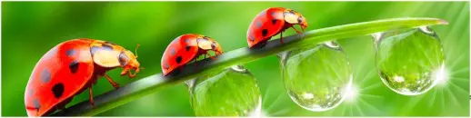 Серия AG Глянцевые фартуки 2440*610*4мм AG 09