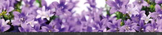 Стеновая панель фотопечать (цветы и растения) 104002