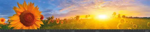 Стеновая панель фотопечать (цветы и растения) 104006
