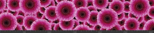 Стеновая панель фотопечать (цветы и растения) 104021